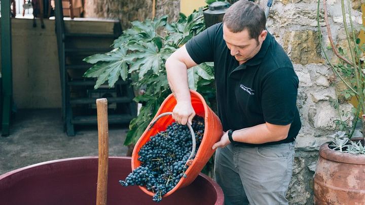 Private Grape Stomping at a Chianti Farmhouse: Meet in Castellina, Harvest and Tasting (3/11)
