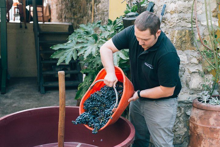 Private Grape Stomping at a Chianti Farmhouse: Meet in Castellina, Harvest and Tasting (3/11)
