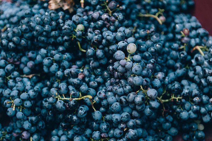 Private Grape Stomping at a Chianti Farmhouse: Meet in Castellina, Harvest and Tasting (4/11)