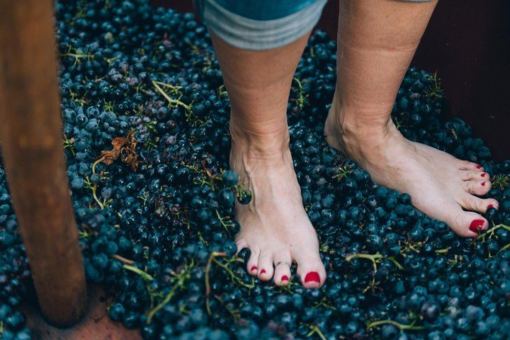 Private Grape Stomping at a Chianti Farmhouse: Meet in Castellina, Harvest and Tasting (5/11)