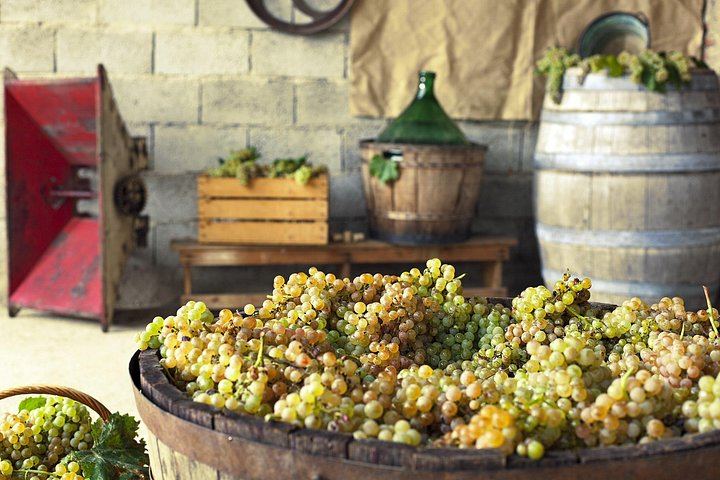Private Grape Stomping on a Chianti Family Farm with Lunch and Florence Hotel Transfer (4/12)