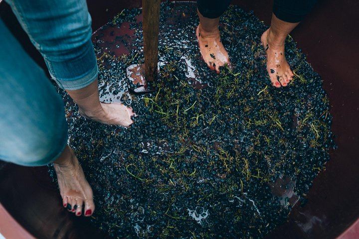 Private Grape Stomping on a Chianti Family Farm with Lunch and Florence Hotel Transfer (11/12)