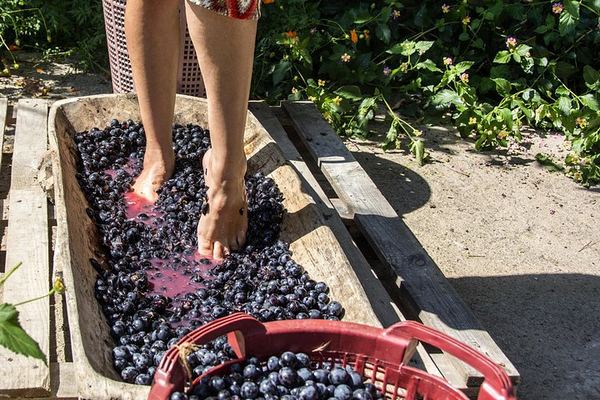 Private Grape Stomping on a Chianti Family Farm with Lunch and Florence Hotel Transfer