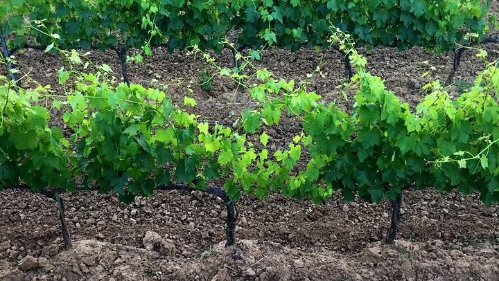 Private Guided Brunello Tasting in Montalcino: Wine Estates, Cellars and Sant'Antimo Abbey (3/7)