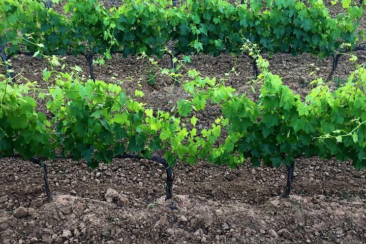 Private Guided Brunello Tasting in Montalcino: Wine Estates, Cellars and Sant'Antimo Abbey (3/7)