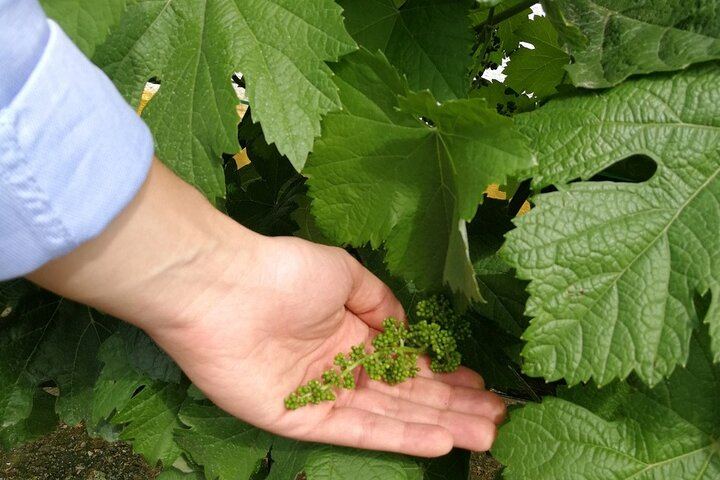Private Douro Wine Lovers' Tour: Vineyard Walk, Boutique Family Winery and Hotel Pickup (6/9)