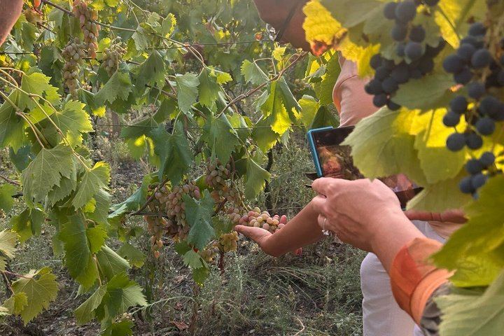 Private Kakheti Day from Tbilisi by KartU Tours: Family Cellar and Kindzmarauli Wine (5/7)