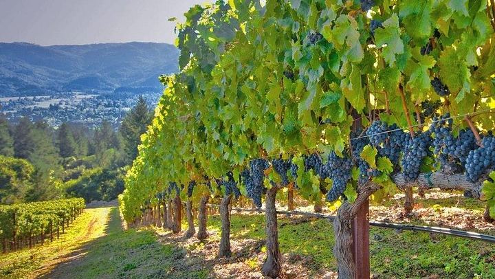 Private Arrábida Wine Day from Lisbon: Family Wineries, Cheese and Portuguese Lunch (3/12)