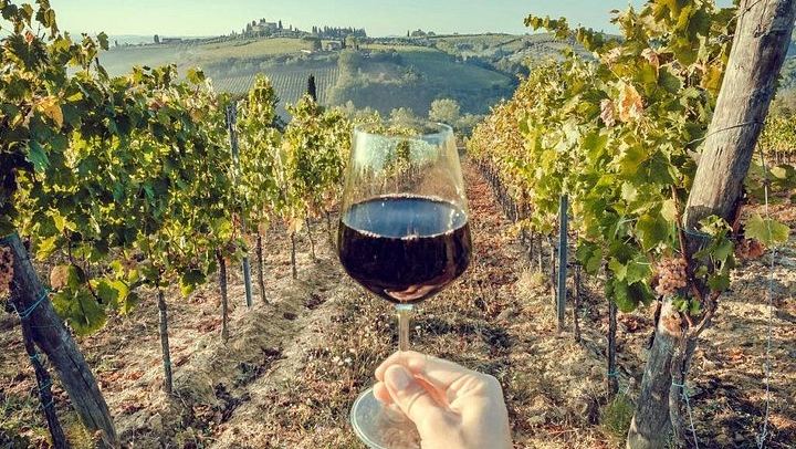 Private Arrábida Wine Day from Lisbon: Family Wineries, Cheese and Portuguese Lunch (1/12)