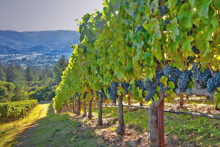 Private Arrábida Wine Day from Lisbon: Family Wineries, Cheese and Portuguese Lunch (3/12)