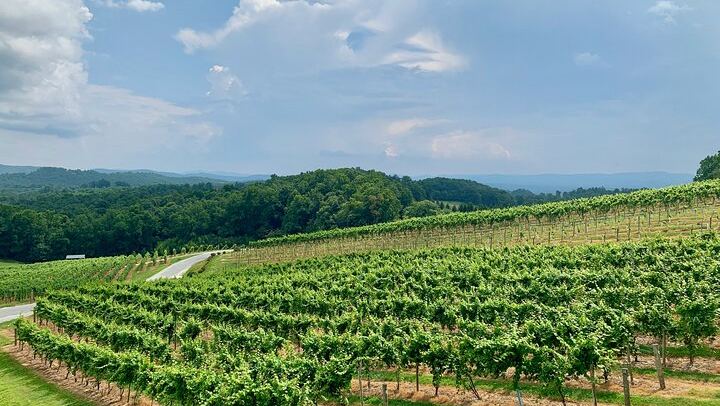 Private Chauffeured Wine Tour from Saint-Tropez to Plaine des Maures and Vidauban (4/12)