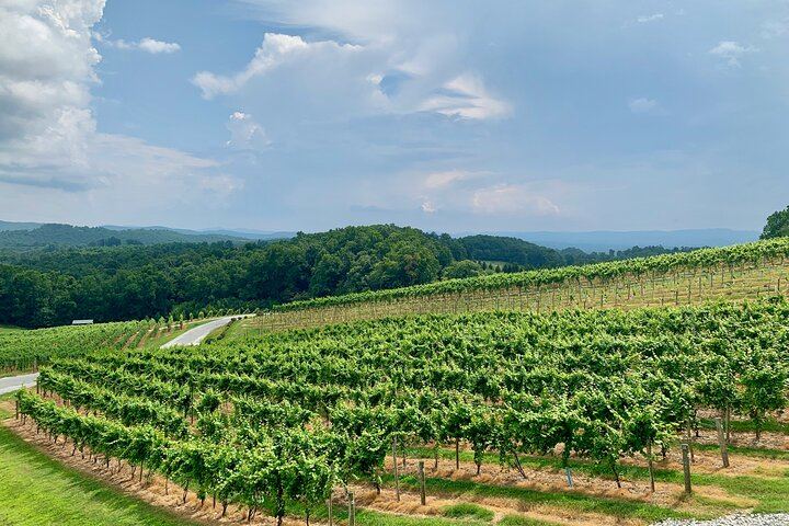 Private Chauffeured Wine Tour from Saint-Tropez to Plaine des Maures and Vidauban (4/12)