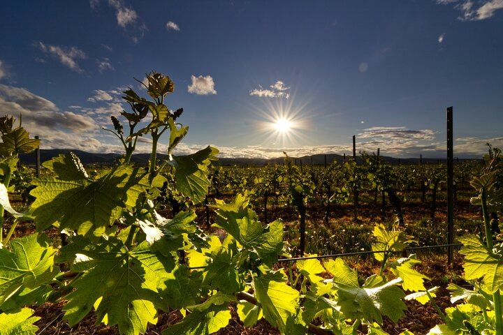 Private Chauffeured Wine Tour from Saint-Tropez to Plaine des Maures and Vidauban (6/12)