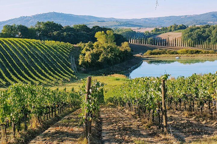 Private Chauffeured Wine Tour from Saint-Tropez to Plaine des Maures and Vidauban (5/12)