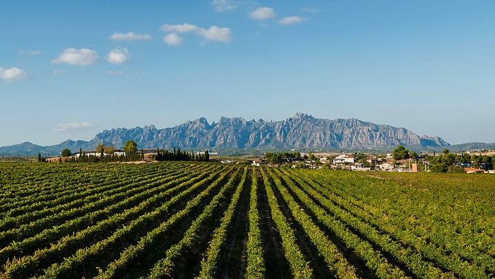Private Montserrat and Sant Sadurni Cava Cellar Tour with Barcelona Hotel Pickup (2/10)