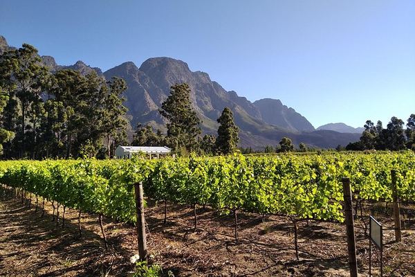 Private Customisable Stellenbosch Wine Tour: Flexible Route, Pay-As-You-Taste Fees