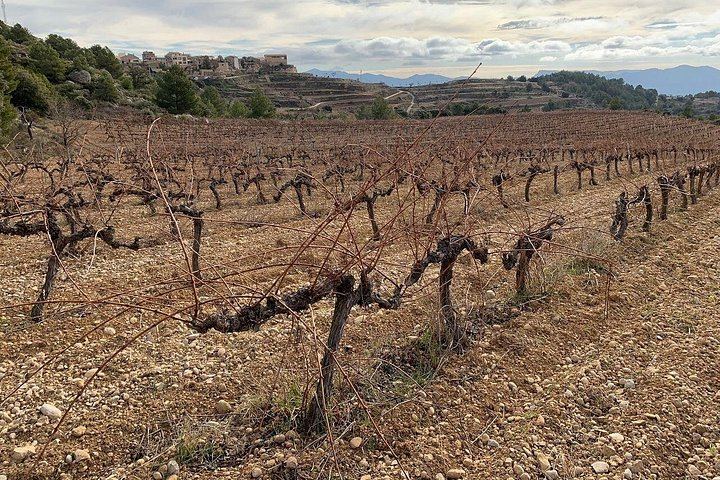 Private Priorat Day Trip from Barcelona: Pasanau, Clos Figueras and Devinssi Wineries (5/5)