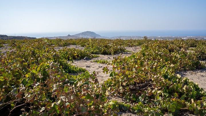 Santorini Wine Roads Signature Tour, Morning or Sunset, with Barrel Tasting (4/12)