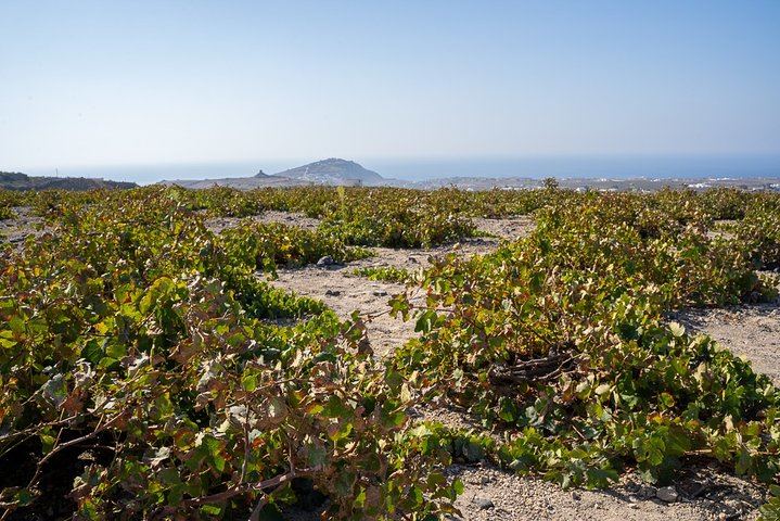 Private 4-Hour Santorini Wine Tour by Luxury Vehicle: Three Wineries and a Light Meal (9/12)