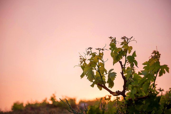 Private 4-Hour Santorini Wine Tour by Luxury Vehicle: Three Wineries and a Light Meal (6/12)