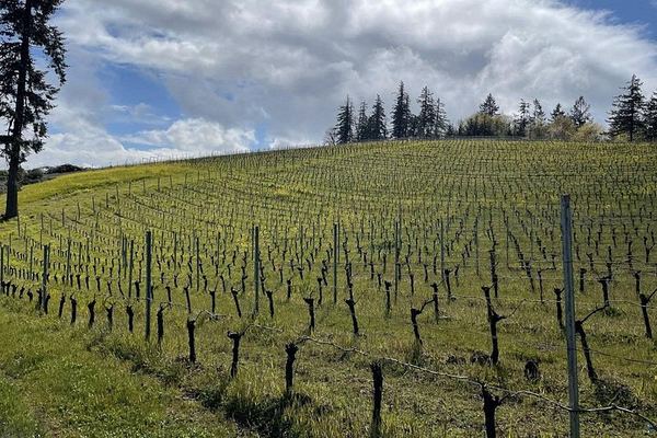 Sommelier-Led Private Sonoma or Napa Wine Tour in an Electric VW ID Buzz Van