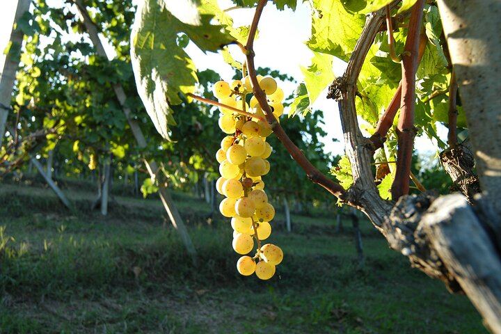 Private Sommelier-Led Barbaresco Tasting at Tenuta San Mauro, Castagnole delle Lanze (7/7)