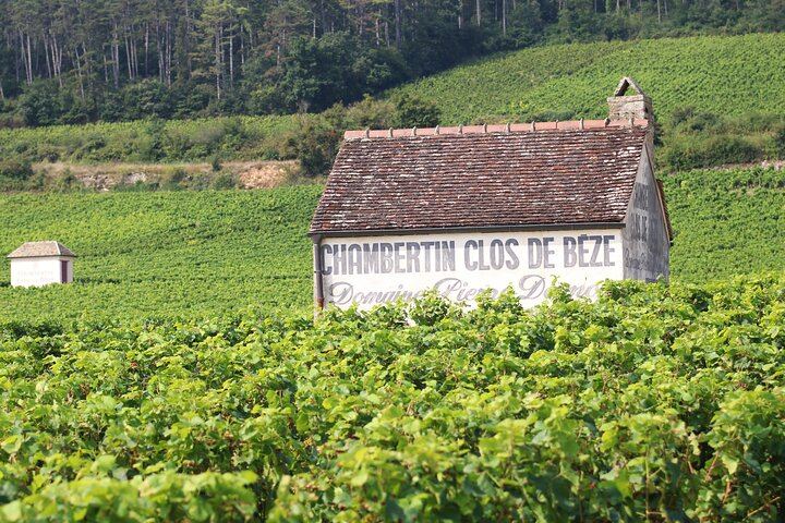 Private Côte d'Or Wine Tasting Tour Between Dijon and Beaune with Pickup (1/12)