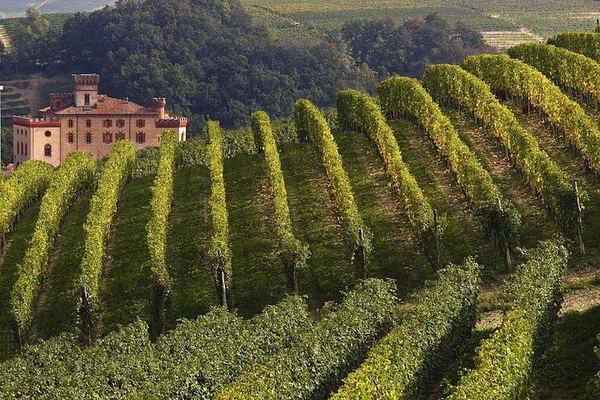 Private Barolo Tasting Tour from Turin: Half or Full Day, La Morra, Grinzane Cavour