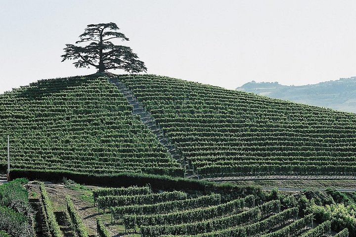 Private Barolo Tasting Tour from Turin: Half or Full Day, La Morra, Grinzane Cavour (12/12)