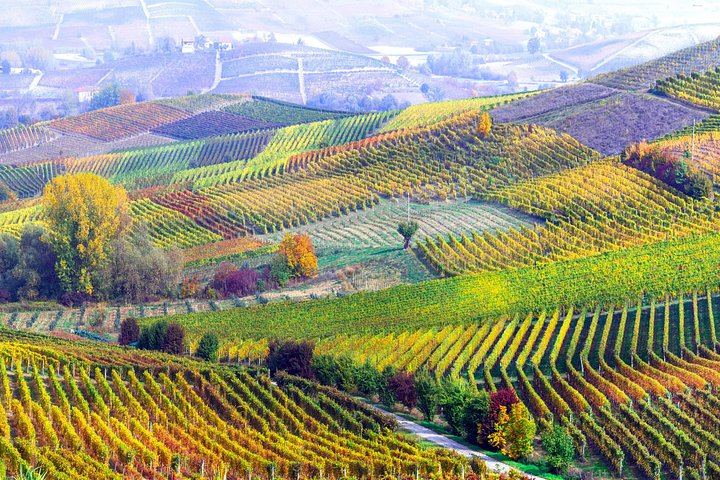 Private Barolo Tasting Tour from Turin: Half or Full Day, La Morra, Grinzane Cavour (11/12)