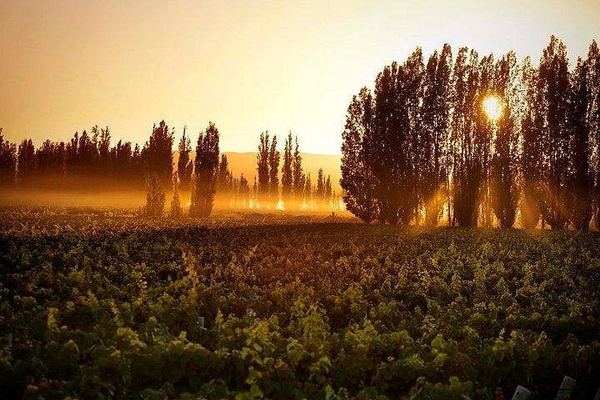 Private Luján de Cuyo Wine Day from Mendoza: Three Stops, Andes-View Lunch