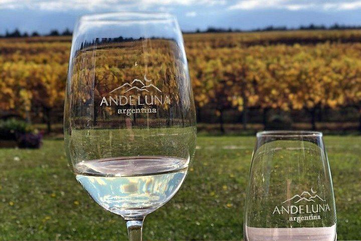 Private Uco Valley Day with Bilingual Driver: Tupungato Vineyards and Andes Lunch (1/5)