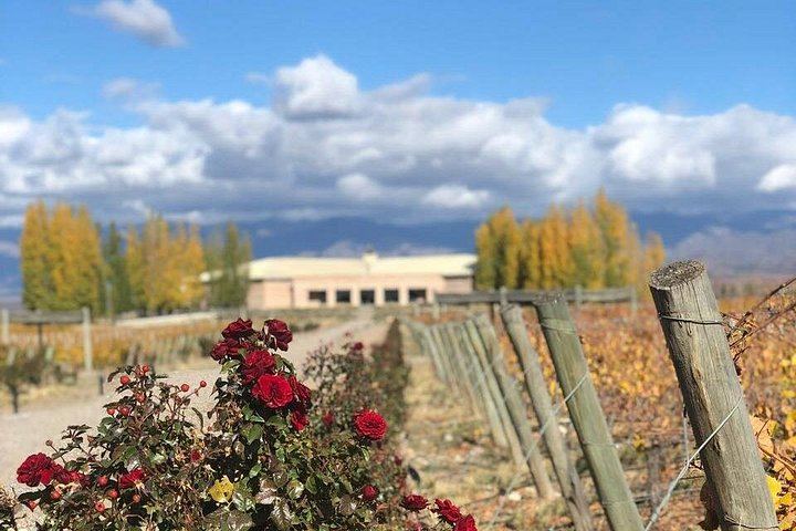 Private Uco Valley Day with Bilingual Driver: Tupungato Vineyards and Andes Lunch (4/5)