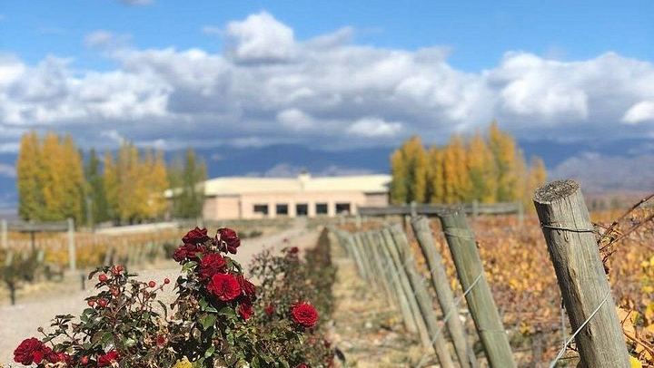 Private Uco Valley Day with Bilingual Driver: Tupungato Vineyards and Andes Lunch (4/5)