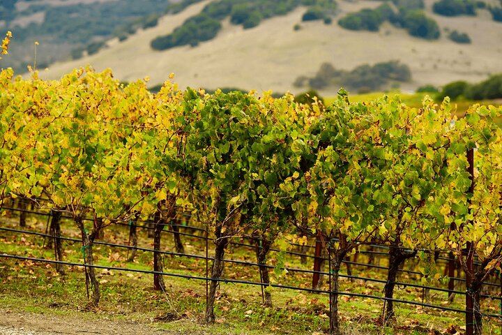 Private Full-Day Napa and Sonoma Wine Country Tour with Hotel Pickup (10/11)