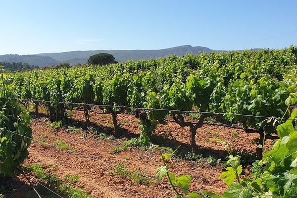 Private Three-Winery Day in Azeitão, Palmela and Setúbal with Lunch at Arrábida