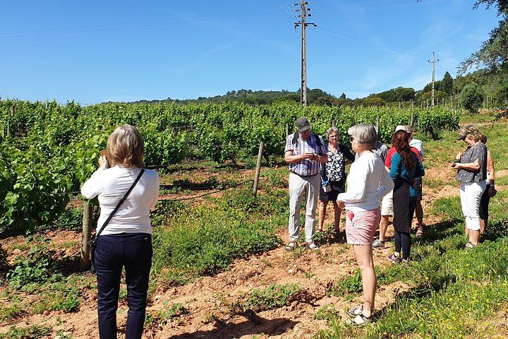 Private Three-Winery Day in Azeitão, Palmela and Setúbal with Lunch at Arrábida (11/12)