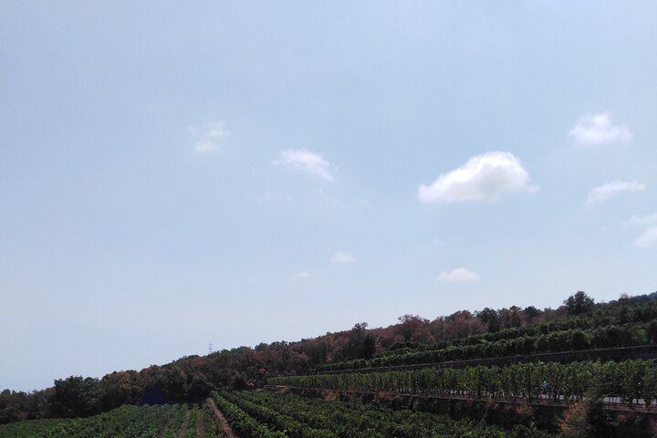 Private Etna Tour: 1669 Lava Flow, Buried Church and Etna DOC Wines with Cellar Lunch (6/12)
