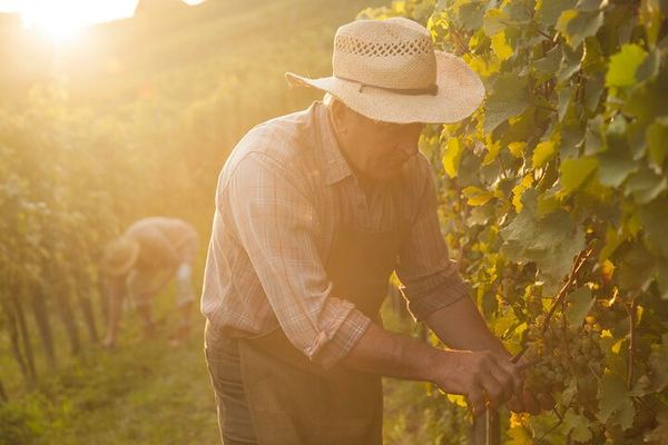Private Door-to-Door Champagne Tour from Paris: Family Cellar Tasting and Hautvillers