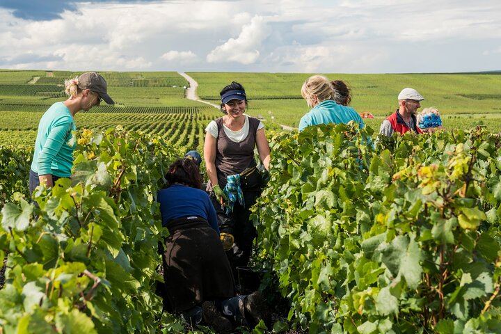 Private Door-to-Door Champagne Tour from Paris: Family Cellar Tasting and Hautvillers (5/12)