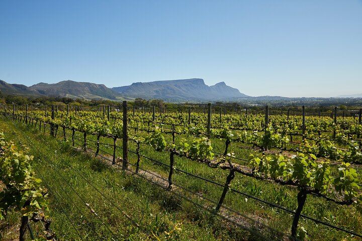 Private Top 5 Wineries Day from Cape Town: Waterford, Spier, Delaire Graff, Boschendal (4/12)
