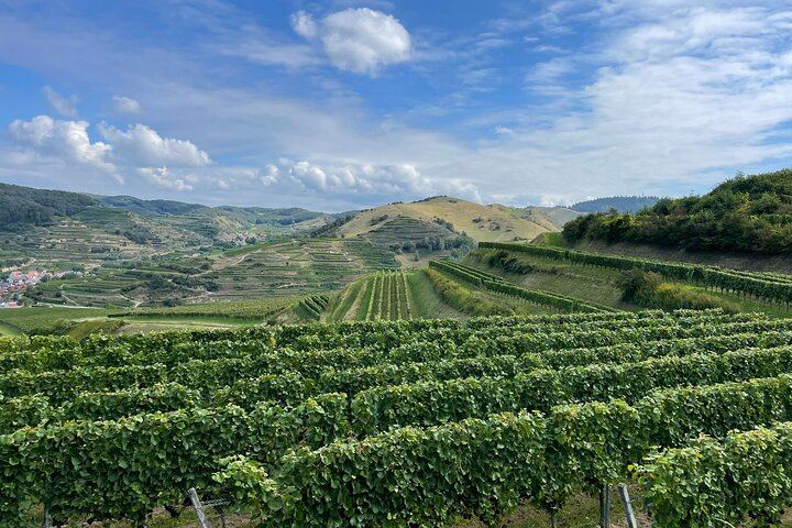 Private Top 5 Wineries Day from Cape Town: Waterford, Spier, Delaire Graff, Boschendal (12/12)