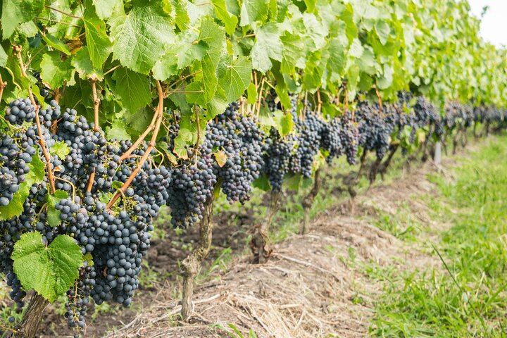 Private Top 5 Wineries Day from Cape Town: Waterford, Spier, Delaire Graff, Boschendal (2/12)