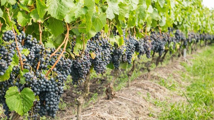 Private Top 5 Wineries Day from Cape Town: Waterford, Spier, Delaire Graff, Boschendal (2/12)