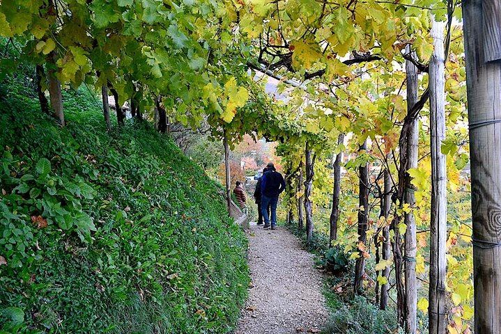 Private Prosecco Day Trip from Venice with English-Speaking Driver, 2 Wineries, Lunch (2/12)