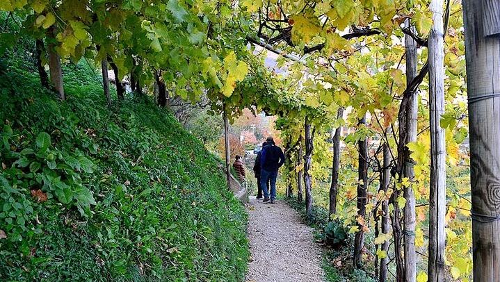 Private Prosecco Day Trip from Venice with English-Speaking Driver, 2 Wineries, Lunch (2/12)