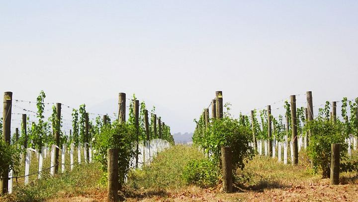 Private Full-Day Yarra Valley Wine Tour with Four Premium Winery Tastings and Lunch (2/7)