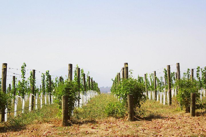 Private Full-Day Yarra Valley Wine Tour with Four Premium Winery Tastings and Lunch (2/7)
