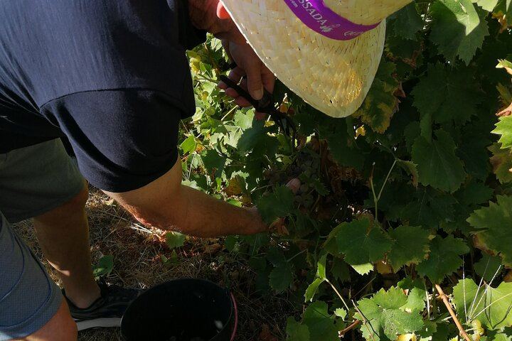 Private Douro Wine Lovers' Tour: Vineyard Walk, Boutique Family Winery and Hotel Pickup (8/9)