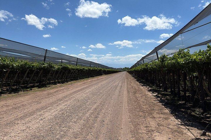 Private Transfer in Maipú: LAUR Olive Farm Tasting and Lunch at Casa El Enemigo (5/10)